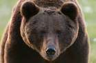 Close-up portrait of European brown bear-Ursus arctos Kuhmo-Oulu-Finland Art Print